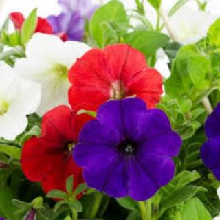 Image of red, white, and blue flowers